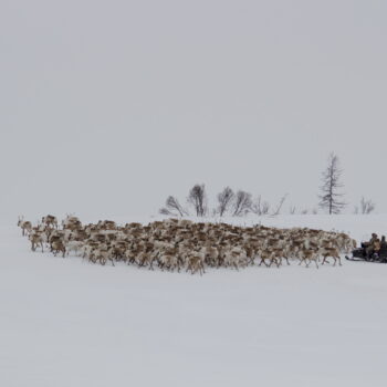 В зимний период олени питаются ягелем, его они чувствуют даже через толстый слой снега.
Фотография сделана в апреле 2021 года, на Таймыре, в этностойбище Тыяха при перегоне стада на пастбище.